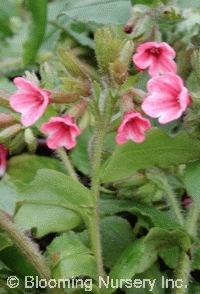 Pulmonaria rubra 'Barfield Pink'